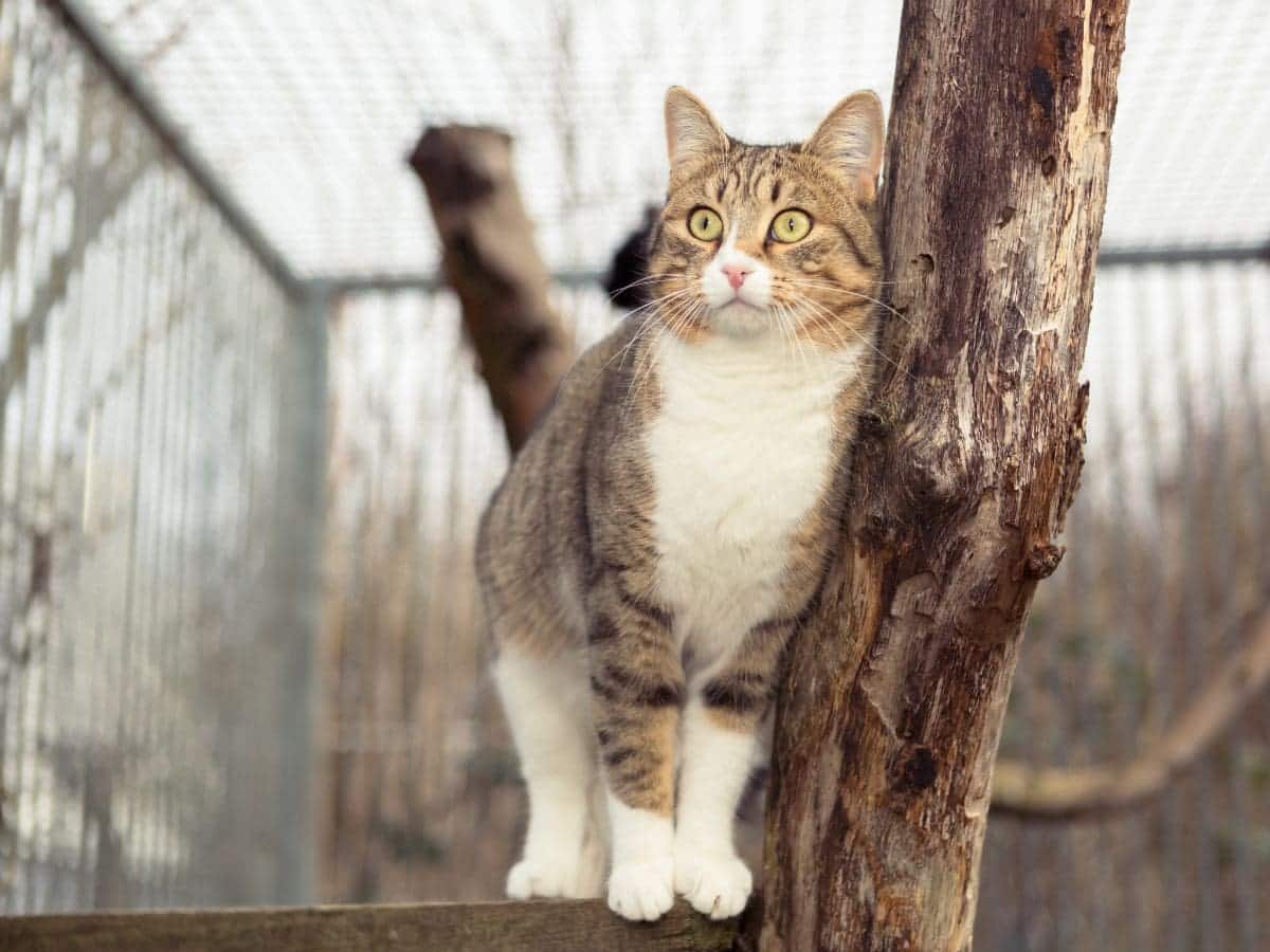 A curious cat perched within a well-constructed outdoor pet fencing system, surrounded by a wire mesh that provides safety without obstructing the view, perfect for keeping pets within the bounds of your property.