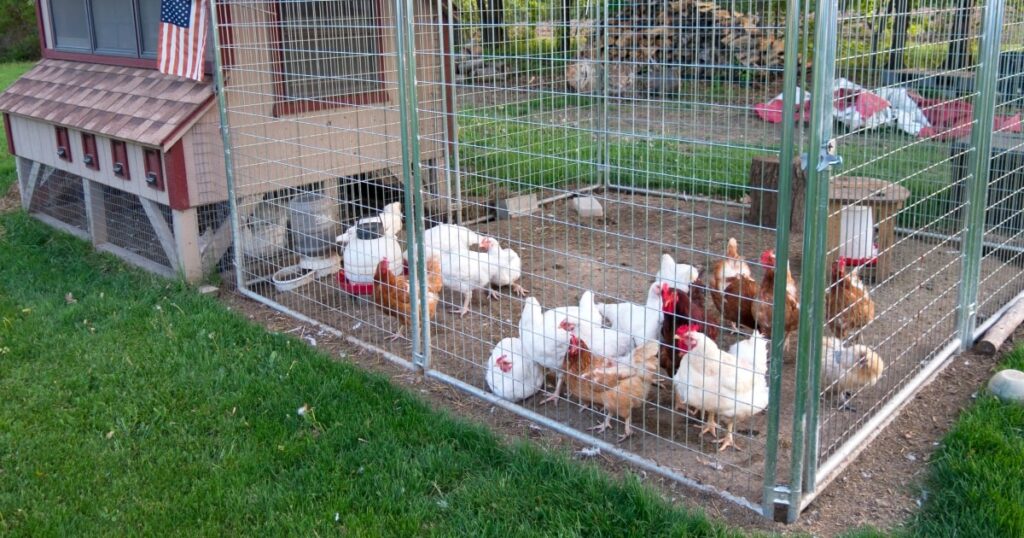 A backyard chicken coop enclosed by temporary fencing, showcasing a renter-friendly way to set up a safe and adjustable outdoor space.